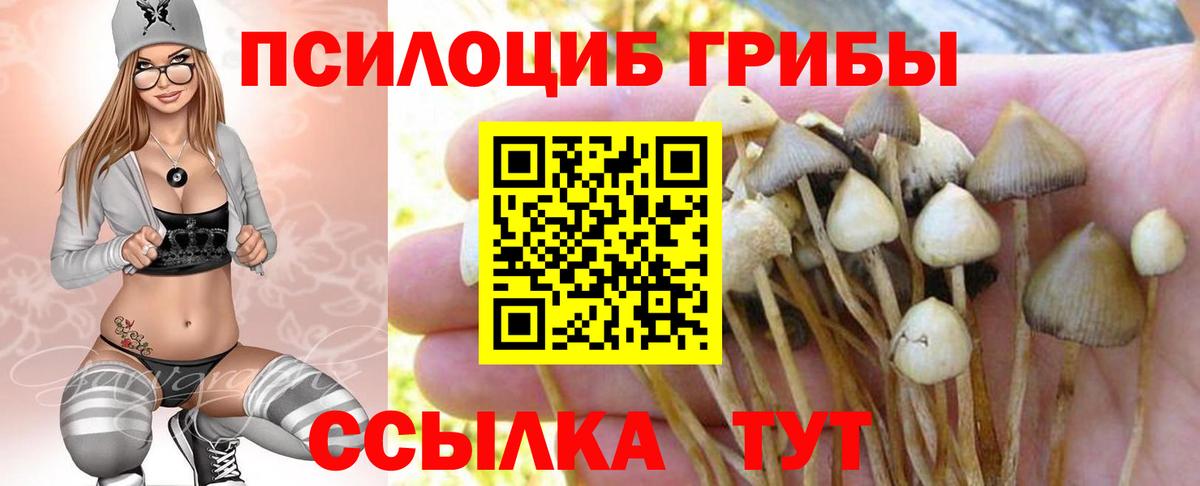 Псилоцибиновые грибы Cubensis Алейск